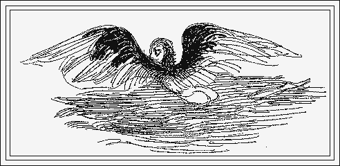 commorant fairy version 2